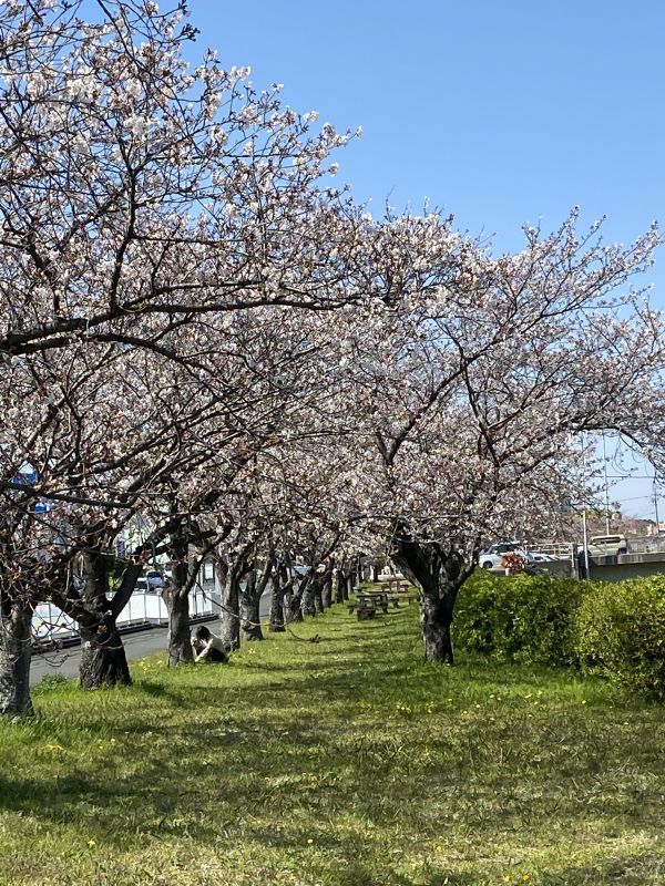 画像: 自宅の近所の桜　もうすぐ満開です